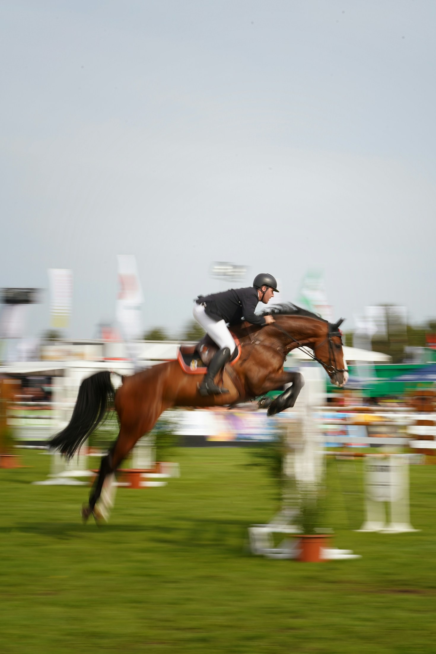 Come scegliere il cavallo giusto per te