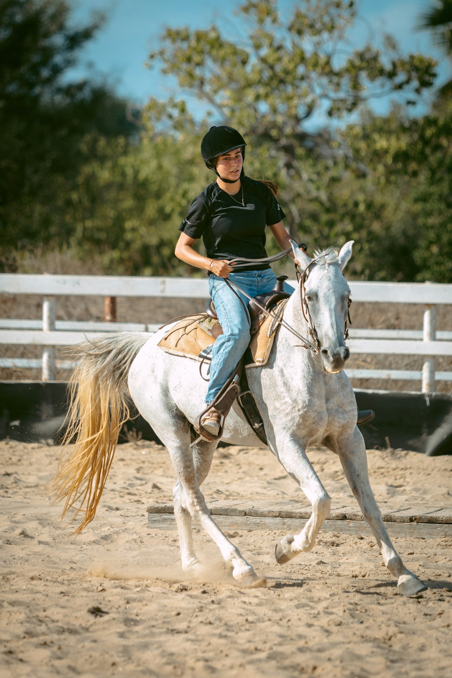 I segreti dell’allenamento equino di successo